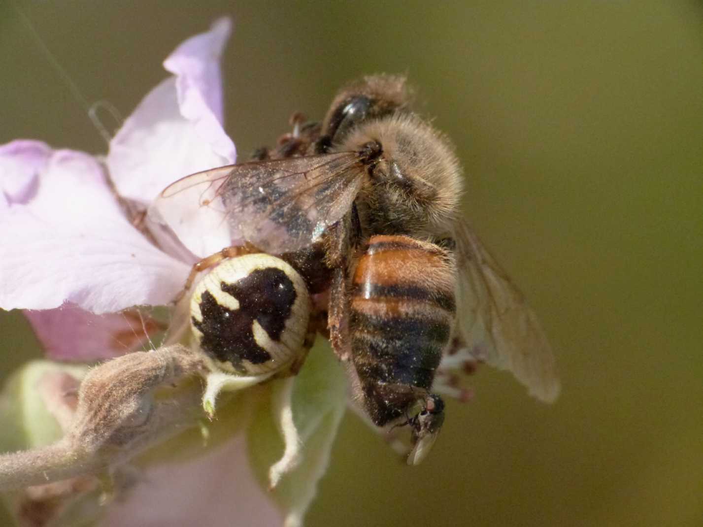 Moschine opportuniste - Milichiidae, Desmometopa sp.